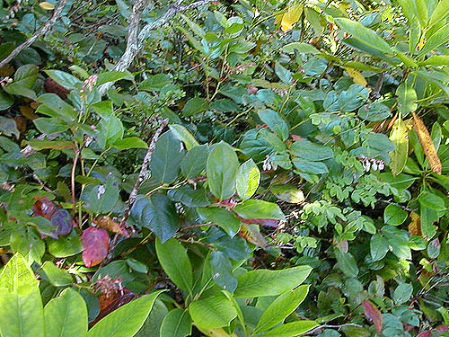 trailside salal and other shrubs, Mount Zion, Clallam County, Washington