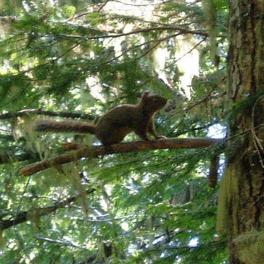 squirrel on trail to Mount Zion, Clallam County, Washington