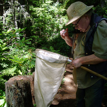 Rod Crawford collecting a spider from trailside stump, trail to Mount Zion, Clallam County, Washington