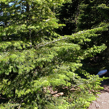 fir foliage habitat on summit of Mount Zion, Clallam County, Washington
