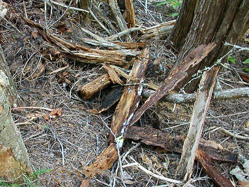dead wood and bark habitat, trail to Mount Zion, Clallam County, Washington
