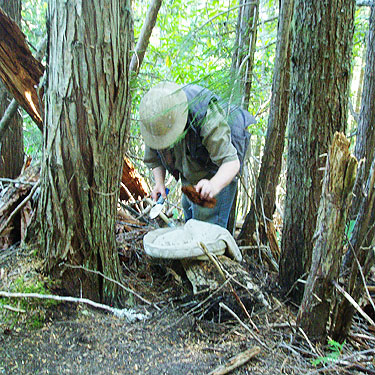 Rod Crawford tapping spiders from dead wood, Mount Zion, Clallam County, Washington